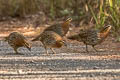 Mountain Bamboo Partridge Bambusicola fytchii fytchii