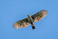 Mountain Hawk-Eagle Nisaetus nipalensis nipalensis