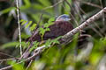 Mountain Imperial Pigeon Ducula badia griseicapilla