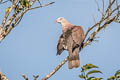 Mountain Imperial Pigeon Ducula badia griseicapilla