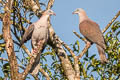 Mountain Imperial Pigeon Ducula badia griseicapilla