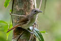 Moustached Babbler Malacopteron magnirostre magnirostre