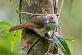 Moustached Babbler Malacopteron magnirostre magnirostre