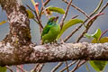 Moustached Barbet Psilopogon incognitus eurous