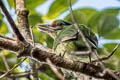 Moustached Barbet Psilopogon incognitus eurous