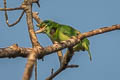 Moustached Barbet Psilopogon incognitus elbeli