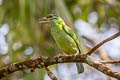 Moustached Barbet Psilopogon incognitus elbeli