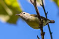 Mrs. Gould's Sunbird Aethopyga gouldiae dabryii