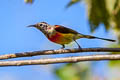 Mrs. Gould's Sunbird Aethopyga gouldiae dabryii