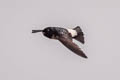 Nepal House Martin Delichon nipalense nipalense 