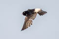 Nepal House Martin Delichon nipalense nipalense 