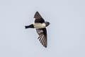 Nepal House Martin Delichon nipalense nipalense 