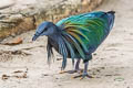 Nicobar Pigeon Caloenas nicobarica nicobarica