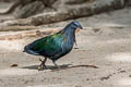 Nicobar Pigeon Caloenas nicobarica nicobarica