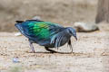 Nicobar Pigeon Caloenas nicobarica nicobarica