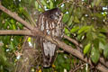 Northern Boobook Ninox japonica japonica