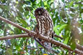 Northern Boobook Ninox japonica japonica