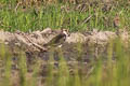 Northern Lapwing Vanellus vanellus