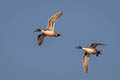 Northern Pintail Anas acuta