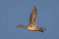 Northern Pintail Anas acuta