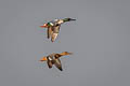 Northern Shoveler Spatula clypeata