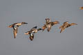 Northern Shoveler Spatula clypeata