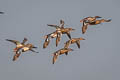 Northern Shoveler Spatula clypeata