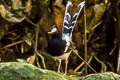 Northern White-crowned Forktail Enicurus leschenaulti sinensis