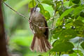 Ochraceous Bulbul Alophoixus ochraceus ochraceus