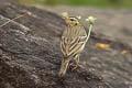 Olive-backed Pipit Anthus hodgsoni yunnanensis