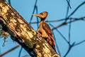 Orange-backed Woodpecker Chrysocolaptes validus xanthopygius