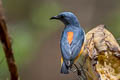 Orange-bellied Flowerpecker Dicaeum trigonostigma rubropygium