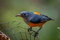 Orange-bellied Flowerpecker Dicaeum trigonostigma rubropygium