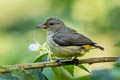 Orange-bellied Flowerpecker Dicaeum trigonostigma rubropygium