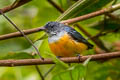 Orange-bellied Flowerpecker Dicaeum trigonostigma rubropygium