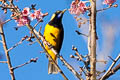 Orange-bellied Leafbird Chloropsis hardwickii hardwickii