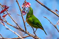 Orange-bellied Leafbird Chloropsis hardwickii hardwickii