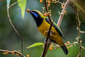 Orange-bellied Leafbird Chloropsis hardwickii hardwickii