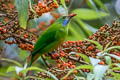 Orange-bellied Leafbird Chloropsis hardwickii hardwickii