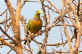 Orange-breasted Green Pigeon bicinctus bicinctus