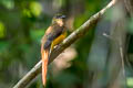 Orange-breasted Trogon Harpactes oreskios uniformis