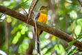 Orange-breasted Trogon Harpactes oreskios uniformis