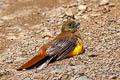 Orange-breasted Trogon Harpactes oreskios uniformis