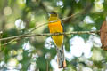 Orange-breasted Trogon Harpactes oreskios uniformis