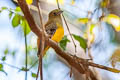 Orange-breasted Trogon Harpactes oreskios uniformis