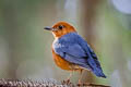 Orange-headed Thrush Zoothera citrina innonata