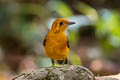 Orange-headed Thrush Zoothera citrina innonata