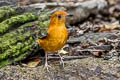 Orange-headed Thrush Zoothera citrina gibsonhilli