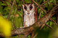 Oriental Bay Owl Phodilus badius saturatus