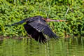 Oriental Darter Anhinga melanogaster